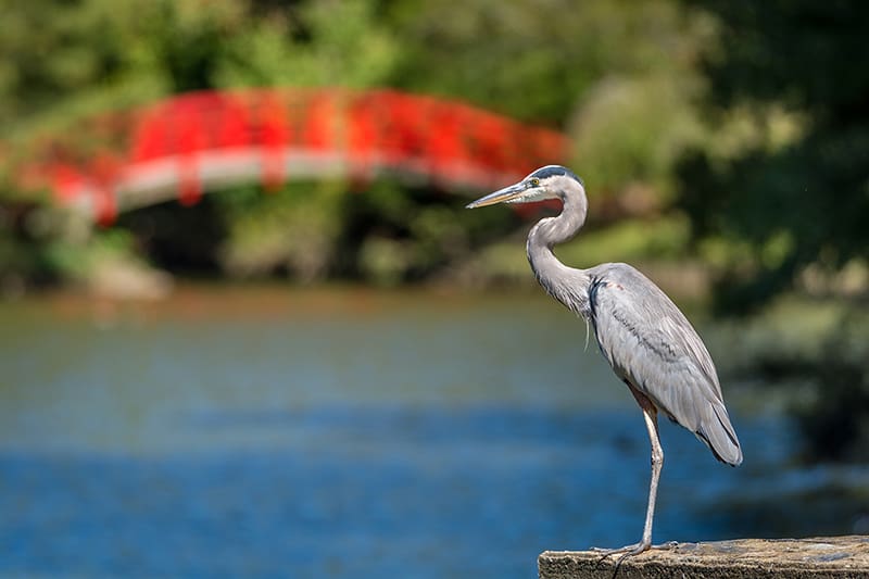 A great blue heron near the Asiatic Pond. Photo by Reagan Lunn.