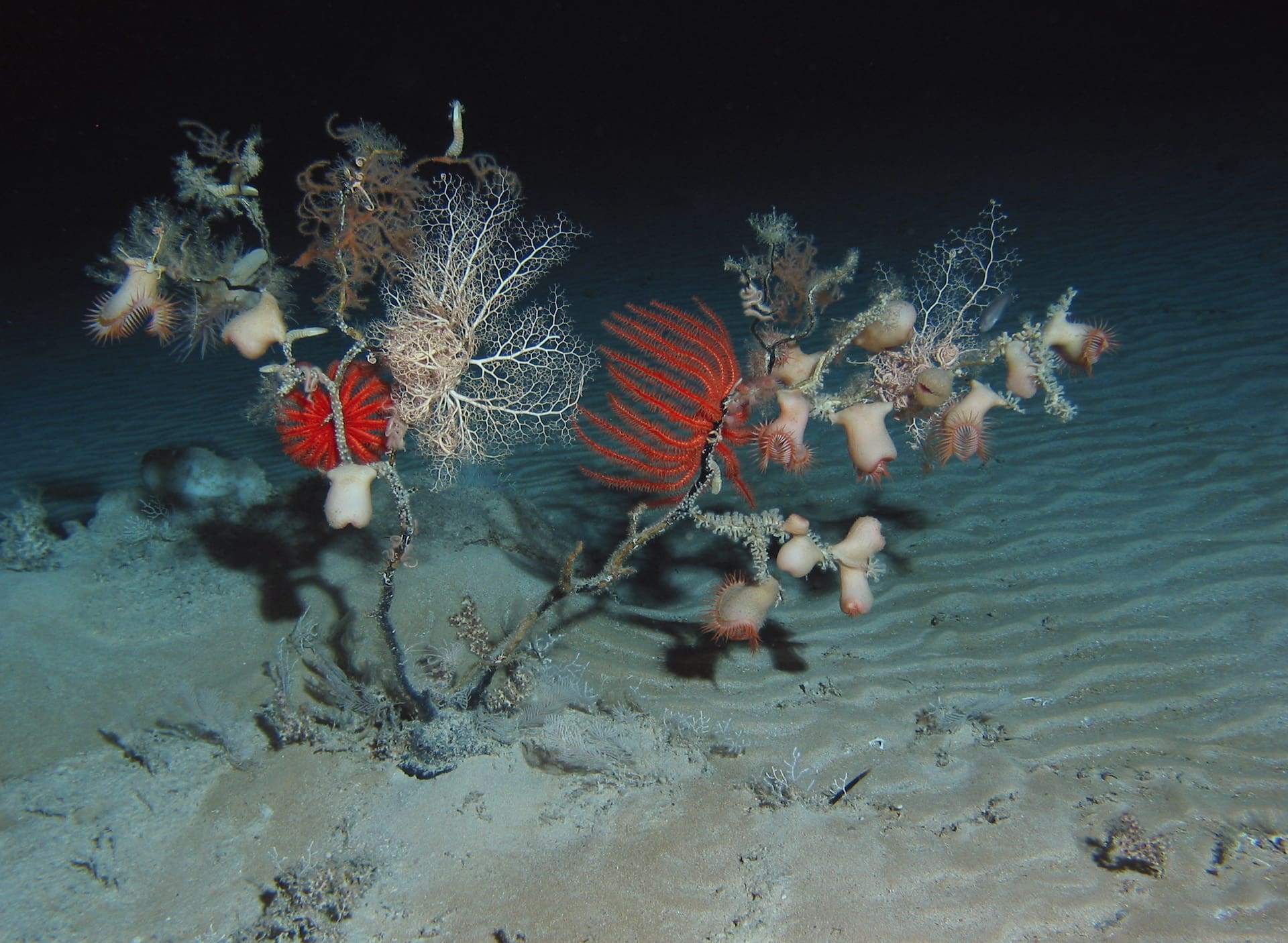 Bright anemones, crabs, etc. hanging a couple of forlorn branches of coral