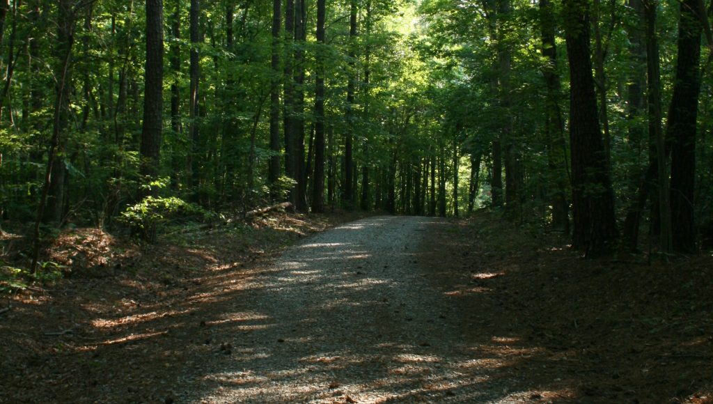 Duke Forest