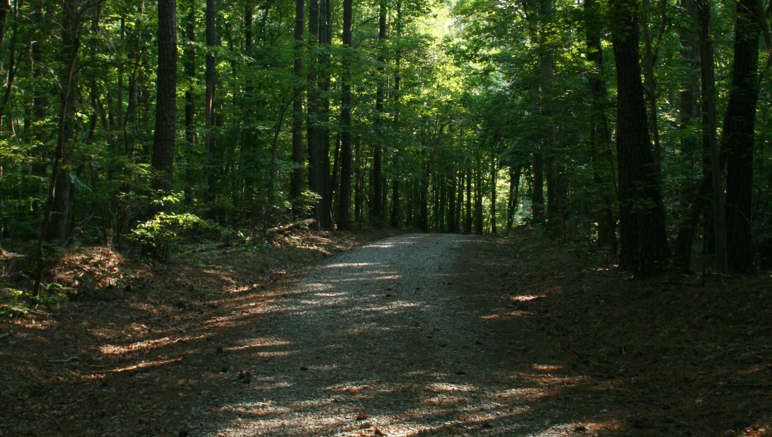 Duke Forest - Duke Arts